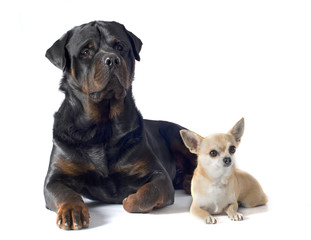 rottweiler and chihuahua