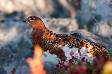 Moorschneehuhn