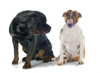 bull terrier and rottweiler