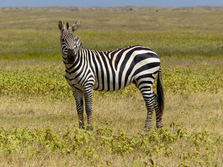 Fototapeta na wymiar Zebra im Ngorongoro Krater Serengeti Tansania Afrika