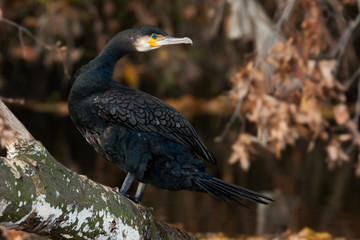 Kormoran