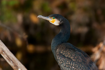 Kormoran