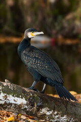 Kormoran