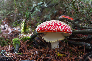 Seta Amanita Muscaria