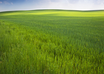 Obraz na płótnie Canvas Green field in spring