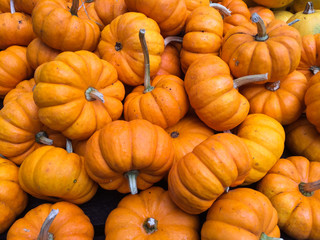 Pumpkins collection on the farmers Market