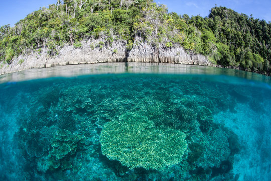 Coral Reef in Raja Ampat
