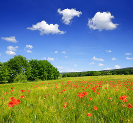 Wheat field with red poppies. Spring landscape.