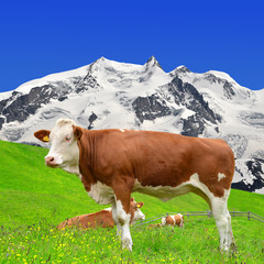 Fototapeta na wymiar Cow on the meadow.In the background of the Monte Rosa - Swiss