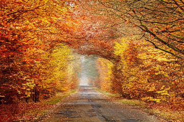 Road in a misty autumnal forest.
