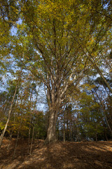 Fototapeta premium Scenic view in Lake Norman State Park, North Carolina