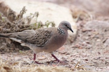 Perlhalstaube (Streptopelia chinensis)