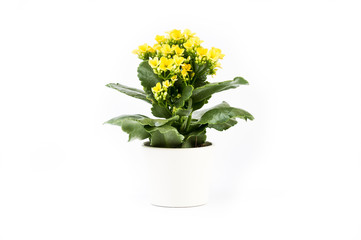 Isolated yellow plant in a white cup