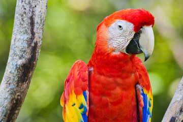 Red parrot