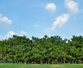 Fototapeta premium trees green park sky