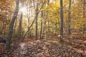 Scenic view in Lake Norman State Park, North Carolina