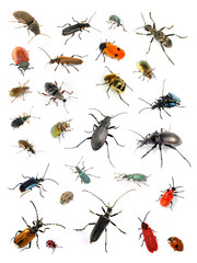 Collection of many diffrent colorful beetles on white background