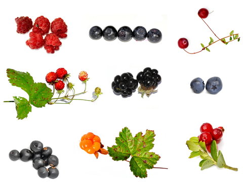 collection of different wild berries on white background