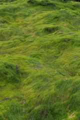 Green algae
