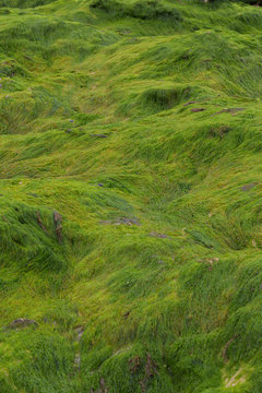 Green algae