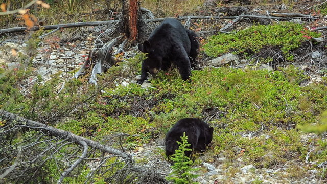 bear cubs canada