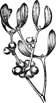 Vintage image mistletoe
