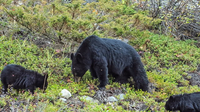 bear cubs canada