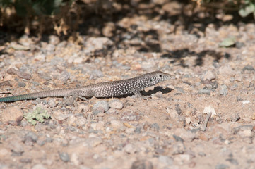 Western Whiptail Lizard
