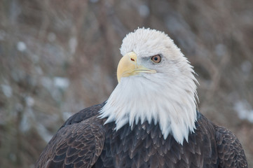 American Bald Eagle