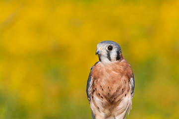 American Kestrel