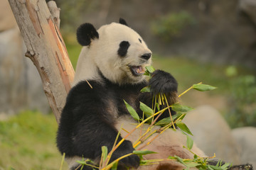 Naklejka premium Giant Panda