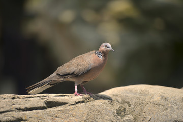 Brown bird