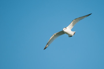 Black-legged Kittiwake