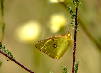 Green butterfly