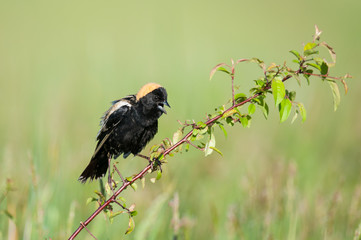Bobolink