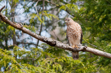 Broad-winged Hawk