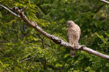 Broad-winged Hawk