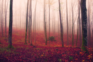 Fantasy red colored forest scene