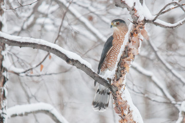 Cooper's Hawk