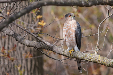 Cooper's Hawk