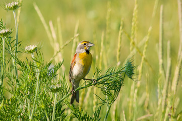 Dickcissel