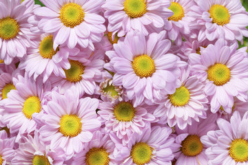 Pink Chrysanthemum close up background