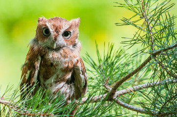 Eastern Screech Owl © Paul Sparks