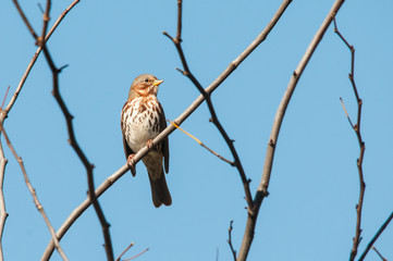 Fox Sparrow