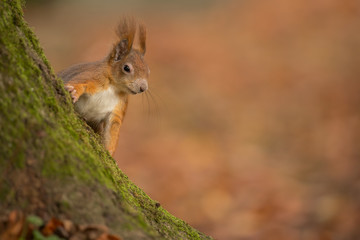 Cheeky red squirrel on a mossy tree trunk