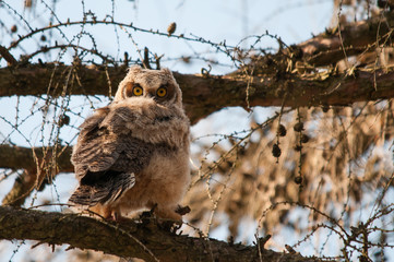 Great Horned Owlet