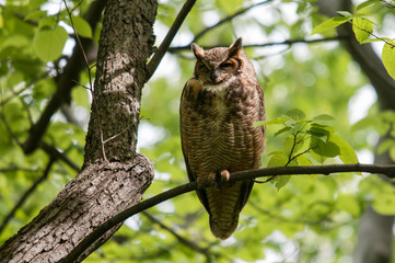 Great Horned Owl