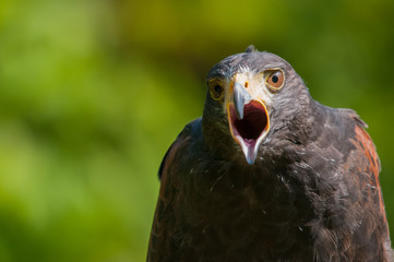 Harris's Hawk