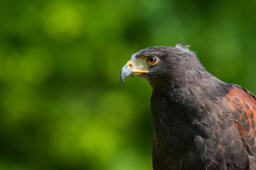 Harris's Hawk
