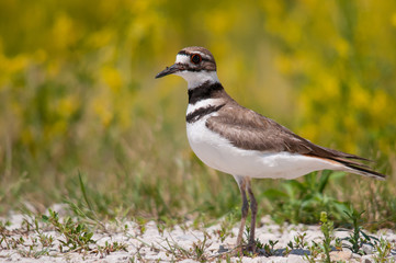 Fototapeta premium Killdeer
